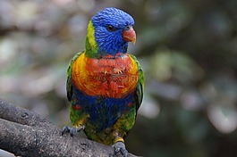 羅莉,羅洛公園,動物園
