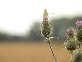 關(guān)閉,蝴蝶,薊