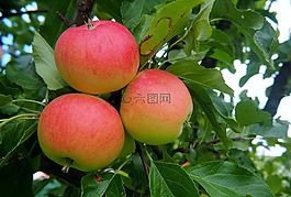 蘋果,水果,紅色