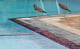 鳥,水,藍(lán)色