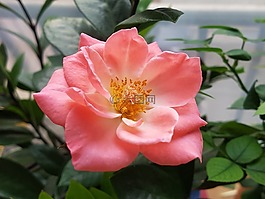 玫瑰,鮮花,玫瑰花