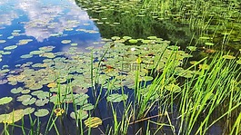湖,水,池塘