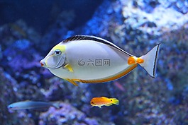 美麗,水族館,美麗的魚