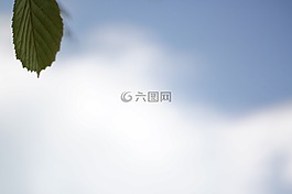 葉子,天空,云