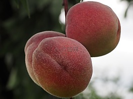 桃,水果,健康