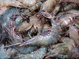 動(dòng)物群,魚,釣魚