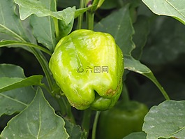 辣椒粉,蔬菜,水果