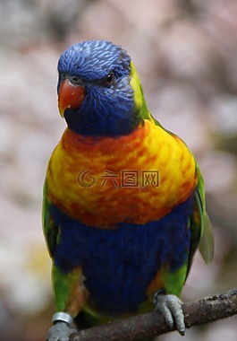 羅莉,羅洛公園,動物園