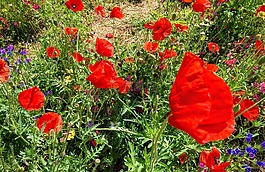 紅色,花,玫瑰