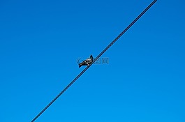 鴿,電纜,天空