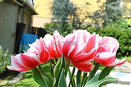花,盛開,花瓣
