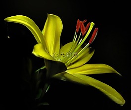 夜,夏季,花卉