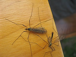 昆蟲,野生,自然