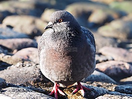 鳥,鴿子,喝