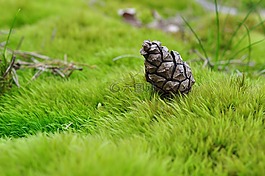 錐體,草,苔