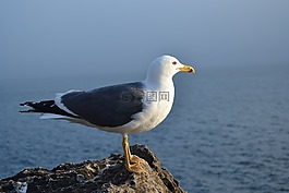 葡萄牙,海鷗,出的巖石