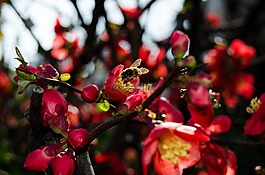 蜜蜂,花卉,紅色
