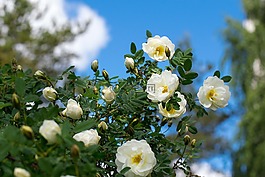玫瑰,花,白