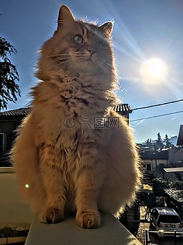貓,動物,寵物
