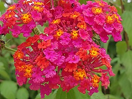 鲜花,红色的花朵,花树
