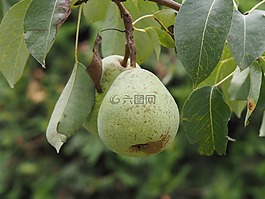 梨,水果,成熟