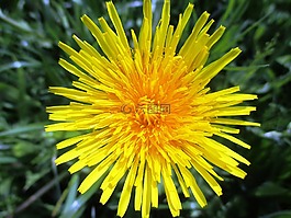 蒲公英,花,春天