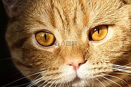 貓,小貓,動物