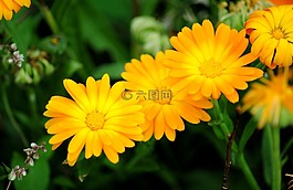 花,鮮花,廠