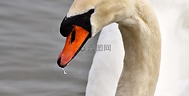 天鵝,關閉,鳥