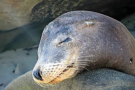 海,獅子,動物