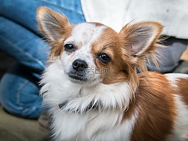 奇瓦瓦州,狗,chiwawa