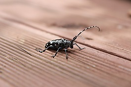 圣甲虫,鹿 bug,甲壳虫