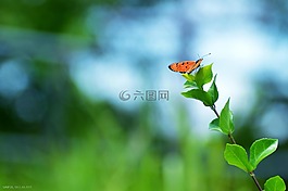 花,蝴蝶,昆蟲