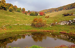 池塘,秋,樹