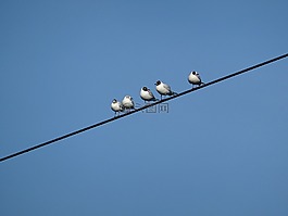 鳥類,電源線,鷗