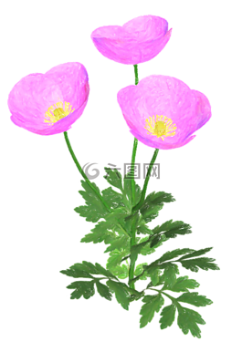 鮮花,花卉,粉紅色的花