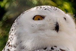 雪鸮,鳥(niǎo),mountsberg 猛禽中心