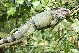 伊瓜納,爬行動物,蜥蜴