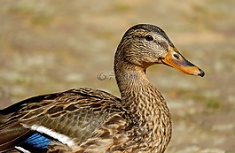 鴨,鳥,動物
