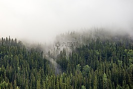 高原,綠色,樹(shù)