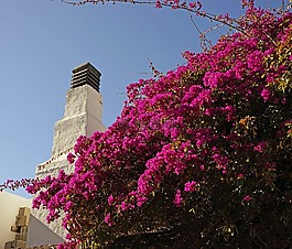 buganvilla,鲜花,布什