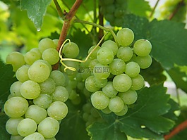 葡萄,藤,水果