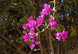 buganvilla,鮮花,紫