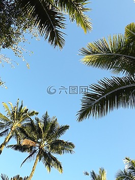 棕櫚樹,天空,藍(lán)色的天空