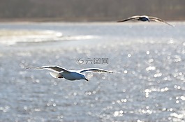 海鷗,海,鳥(niǎo)