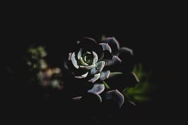 黑暗,植物,葉