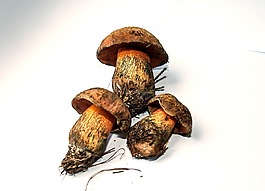 蘑菇,rac,巫婆小頭葉蟬