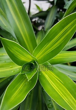綠色,植物,自然