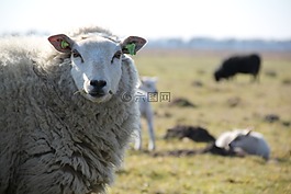 羊,drenthe,羊肉