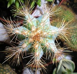 植物,脂肪,七